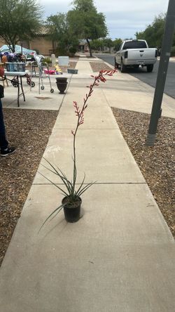 Planta De Esmeralda