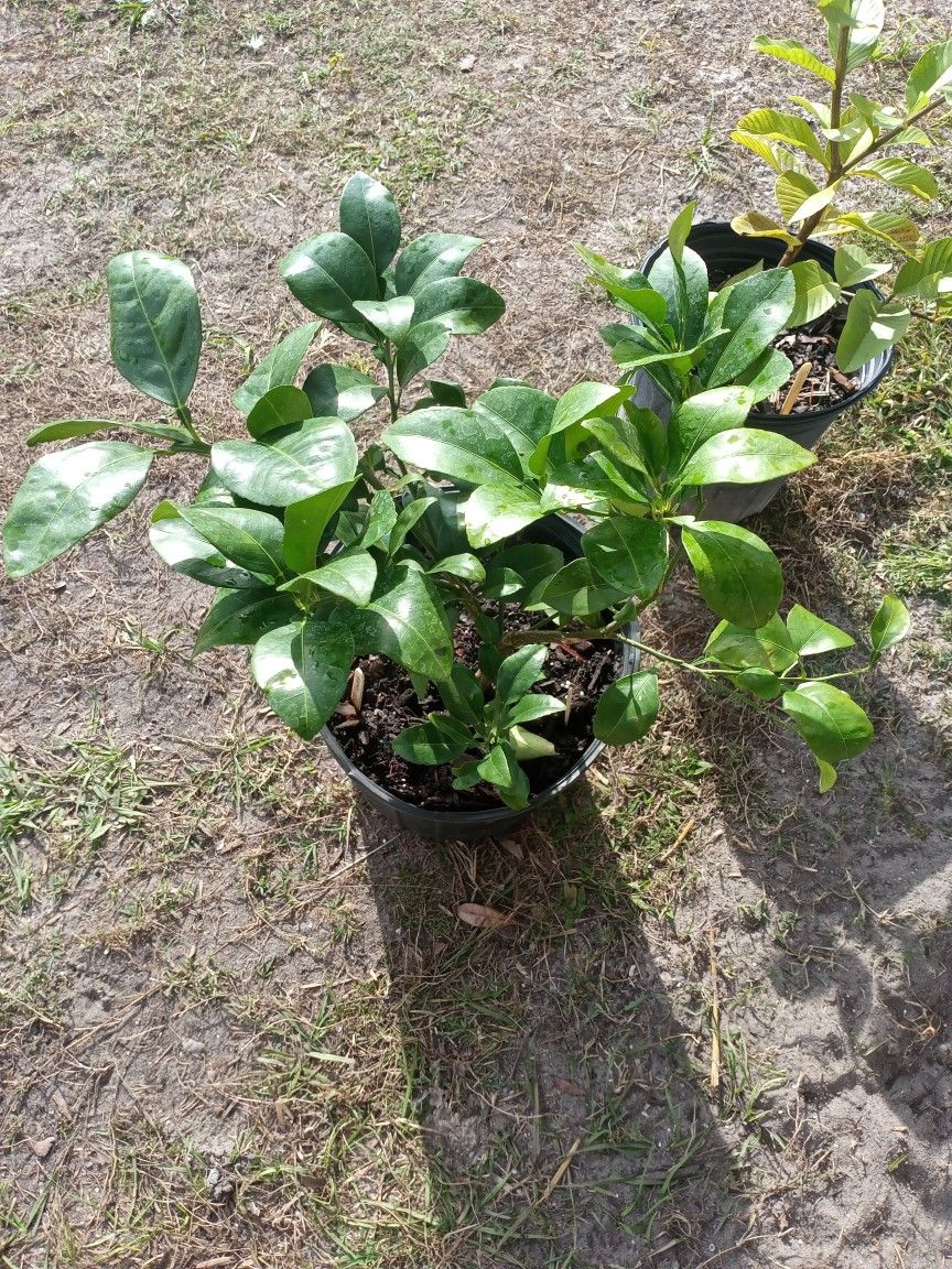 Grapefruit Trees