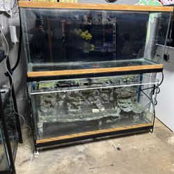 55 Gallon Rack Aquarium 