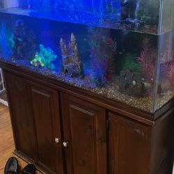 55 Gallon Fish Tank Set Up