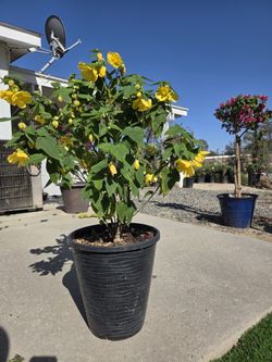 $40 Lucky Lantern Yellow Abutilon plant 💛 5-gallon 