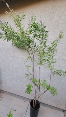 One Purple Flowers Chaste Tree around 6 Feet Tall. One White Flowers Chaste Tree Around 5 Feet Tall.