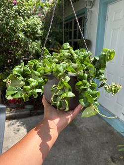 Hoya Indu rope