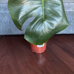 Rooted Monstera Cutting #2