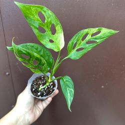 Monstera Adansonii Mint 