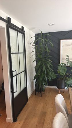 Corn plant & pot!
