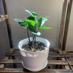 Zz Plant 