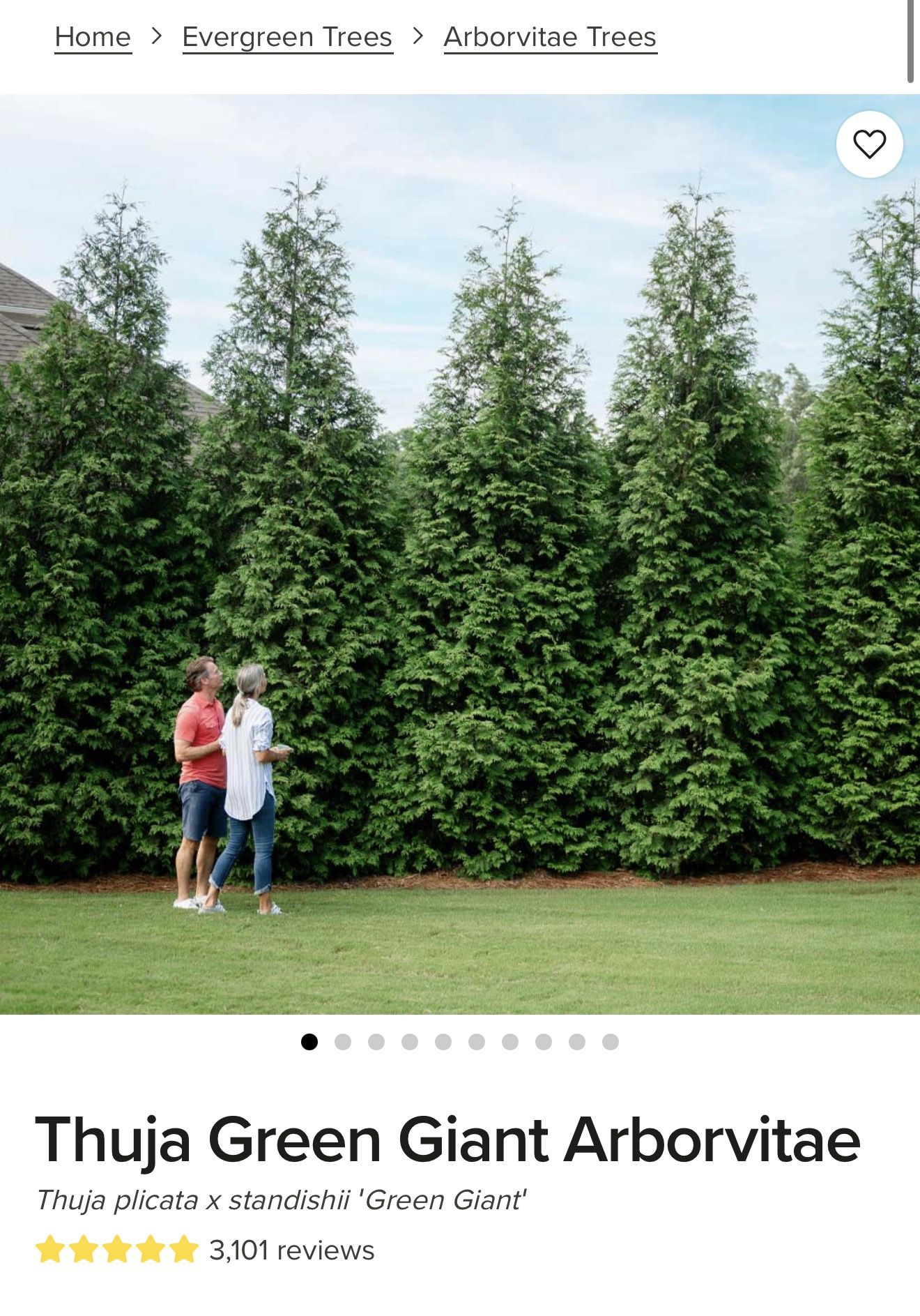 Privacy Trees / Emerald Green Giant Arborvitae