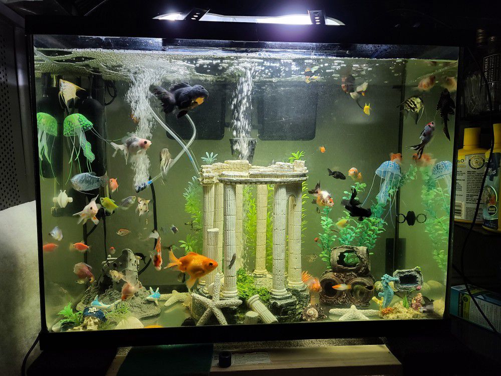 40 Gallons Aquarium Fish Tank ( No fishes, fishes not included )