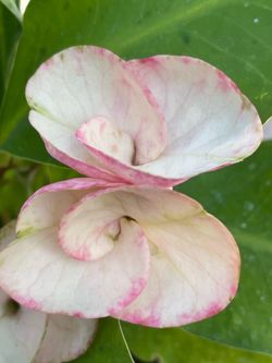 Corona de Cristo chandra flor jumbo $45
