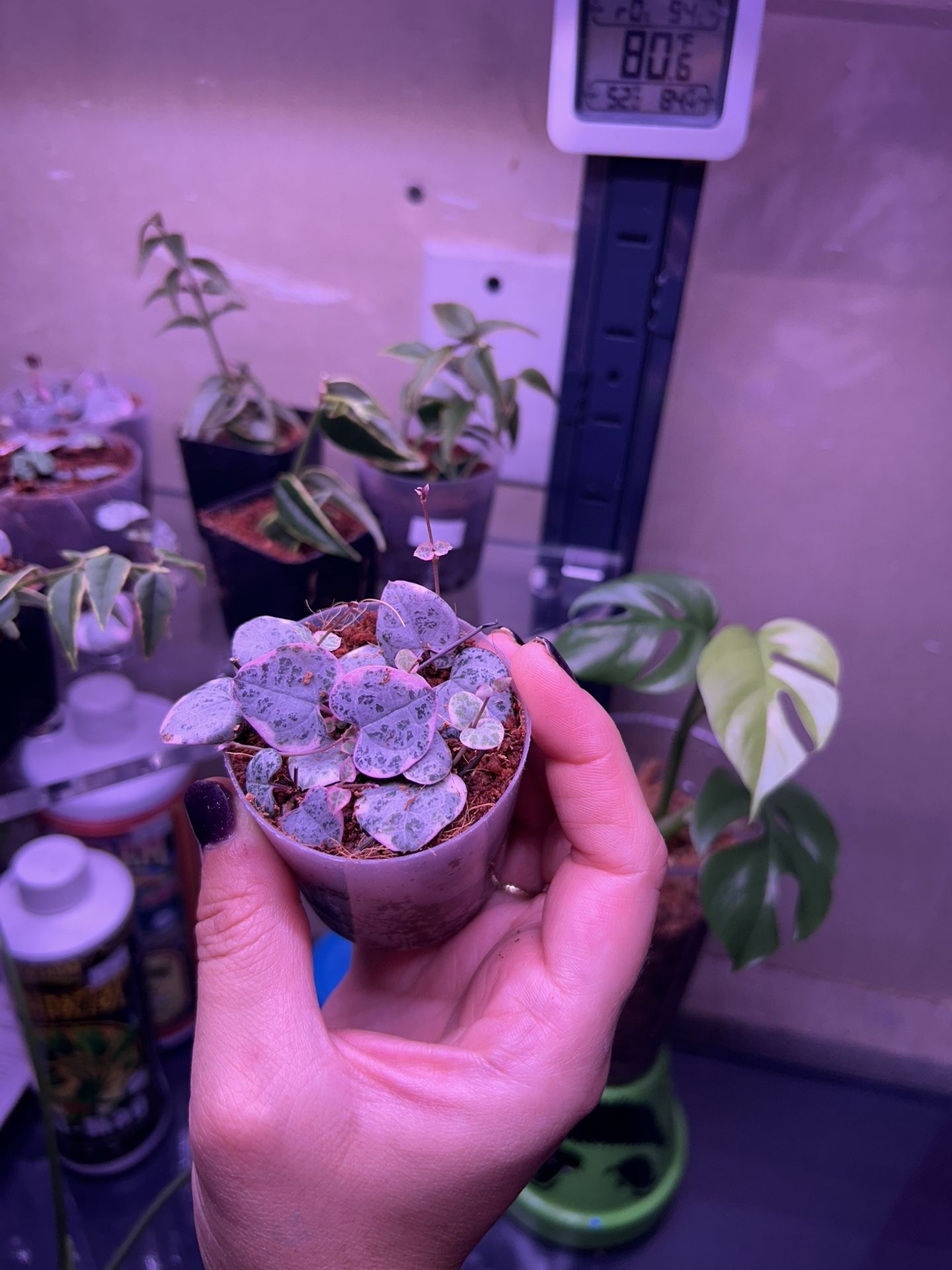 Plant Sale
