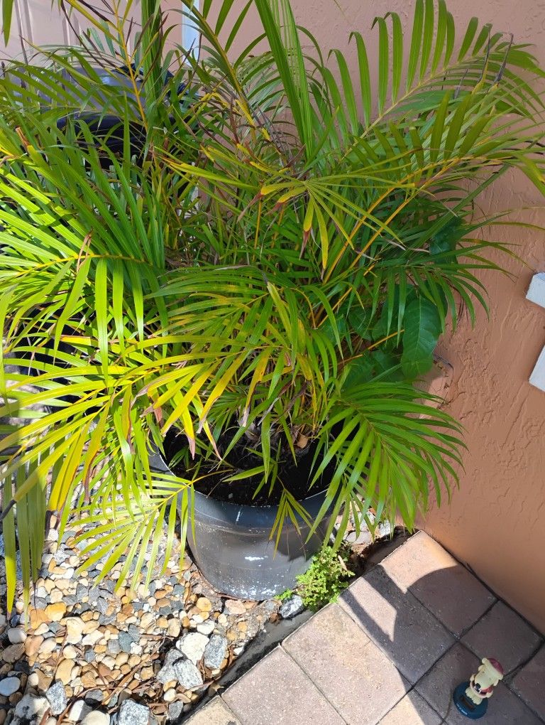 Full Size Ereca Palm Bush Plant For $50