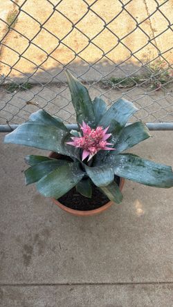 Silver vase plant