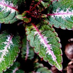 Impatiens ‘Silver Pink’ Perennial Plants 