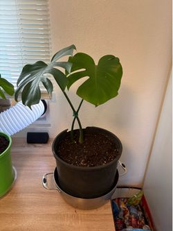 Monstera plants