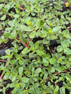 Verdolagas frescas en venta