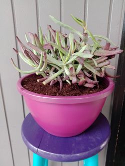 Succulent plant