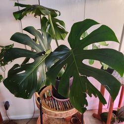 Houseplant Monstera 8 Inch Pot