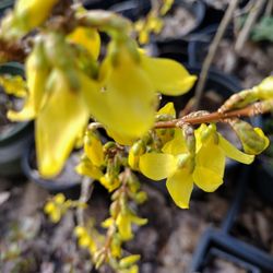 Plants For Sale 