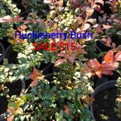 Huckleberry bushes only $15