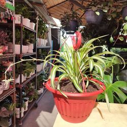 Spider Hanging Plant  & More
