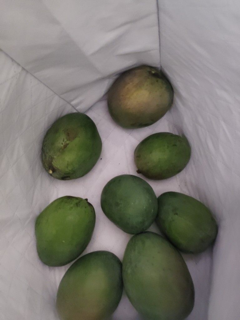 Alphonso's Mango And Kent Mangos