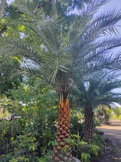 Sylvester Palm Tree $200 per ft trunk
