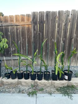 Dragon Fruit Plants