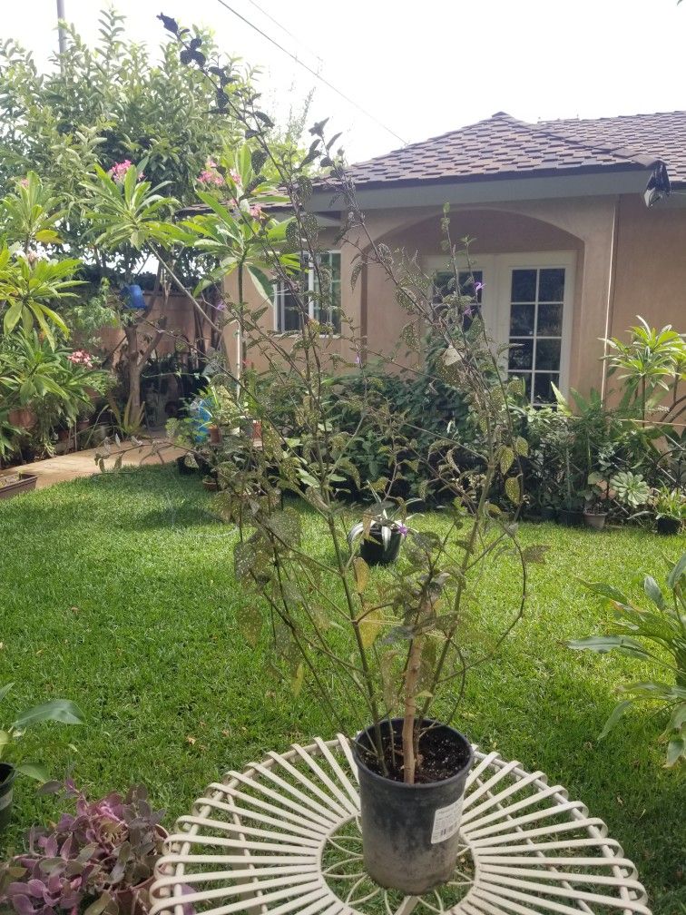 Potted Plant *Blooming as of 9/23/25*