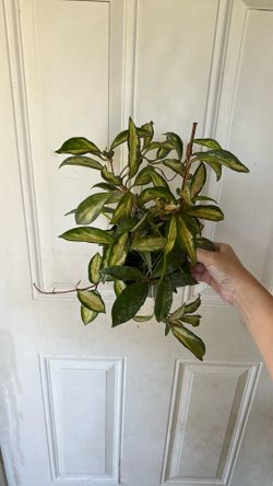 Hoya Princess 6 Inch