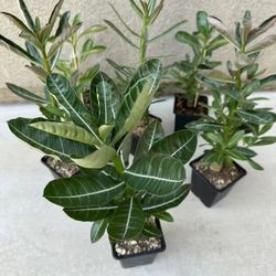Desert Rose Adenium Obesum Bonsai 