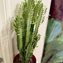 🌿Euphorbia Green Lucky 20”Tall PLANT🙏PLS READ DESCRIPTION🩷