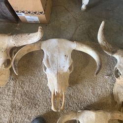 European Mounts Steer
