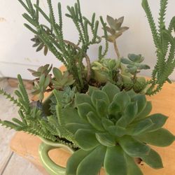 Plants 🪴 
