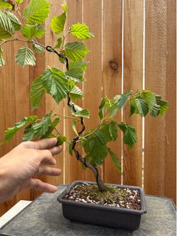Witch hazel bonsai /single trunk