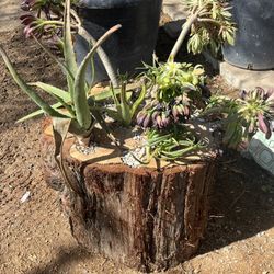 Cute  Wood Plant For Sell