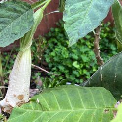 Various Plants 