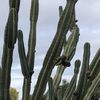 Cactus Expert 