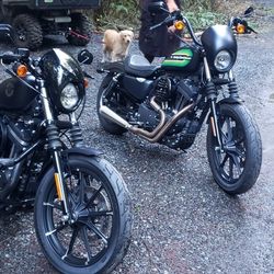 2021 Sportster Iron 1200 And 2019 Sportster Iron 