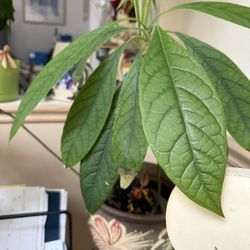 Avocado Plant