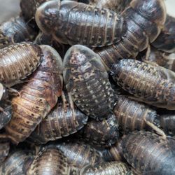 Live Dubia Roaches
