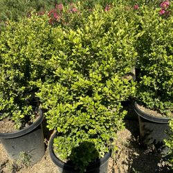 Japonese Boxwood 15gal