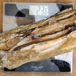 Large 23lb Agatized Petrified Wood Fossil Specimen Pacific Northwest
