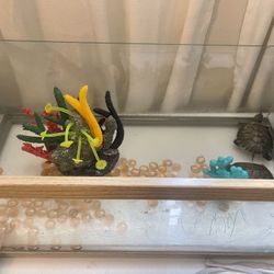 Turtle Tank