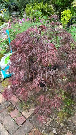Acer Maple tree