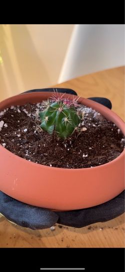 Potted cactus