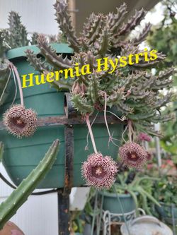 Huernia Hystris Succulent