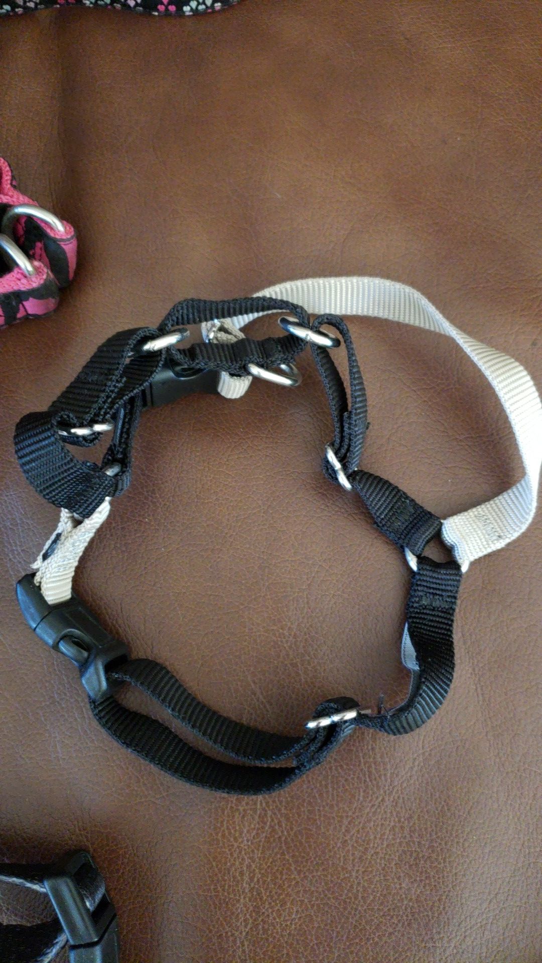 Two dog harness collars, one regular neck collar, and 1 leash