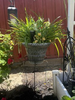 Large Spider Plant