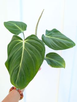 Philodendron Gloriosum Plant 4" Pot - Indoor House Plants